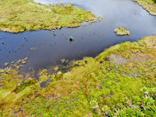 Aerial view of tropical rain forest, jungle in Brazil. Green Wetland forest with river, lush ferns and palms trees. Praia do Forte, Brazil