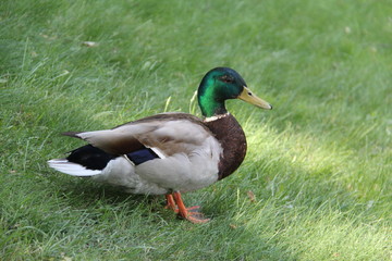 Naklejka na ściany i meble Brown duck with dark green head on green grass