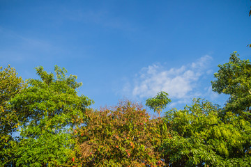 Green leaves and red flowers frame with blue sky background and copy space. Nature frame of green leave branches on blue sky background. Green leaves of the forest against the blue sky and white cloud