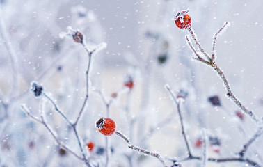 Branches of wild rose hips with red berries covered with hoarfrost in the winter garden. Shallow depth of field