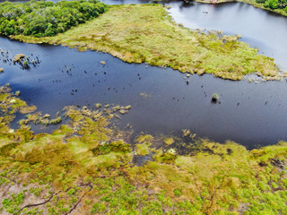 Aerial view of tropical rain forest, jungle in Brazil. Green Wetland forest with river, lush ferns and palms trees. Praia do Forte, Brazil