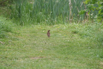 squirrel on grass