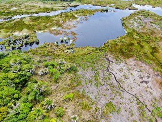 Obraz na płótnie Canvas Aerial view of tropical rain forest, jungle in Brazil. Green Wetland forest with river, lush ferns and palms trees. Praia do Forte, Brazil
