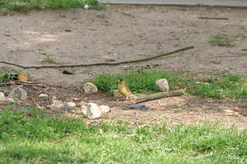 Yellow sitting bird.