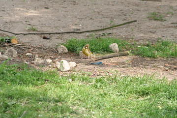 Yellow sitting bird.