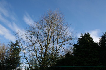 Tree with a blue sky.