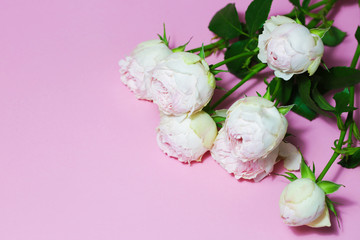 Beautiful pink roses close up macro flowers photo