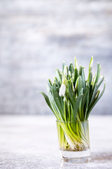 Flower a symbol of spring snowdrop . Concept sunny day  Greeting card Copy space for Text.