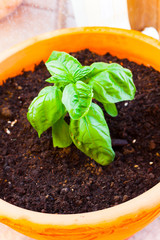 Green leaves of basil plant in the soil. Health concept with basil in the pot. Planting of herbs in pots