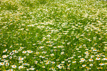 Closeup view of the chamomile field. Nature concept image with healthy plants