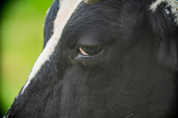 close-up of cow eyes in rural farm pasture
