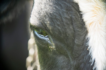close-up of cow eyes in rural farm pasture