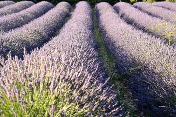 Fototapeta na wymiar Cut lavender's fields, bunches of cut flowers. Surrounded by trees, with a mountain in the background and a blue sky. In Drôme Provencale, Provence in France.