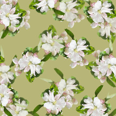 Beautiful floral background of Apple flowers. Isolated 