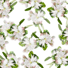 Beautiful floral background of Apple flowers. Isolated 