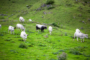 Fototapeta premium Toro y vacas