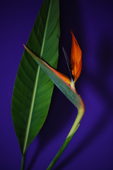 Strelitzia or Bird of paradise tropical flower closeup macro photo