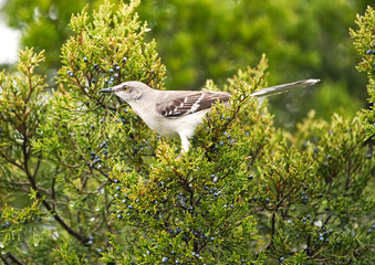A closeup of a mockingbird on a cedar tree eating the berries.