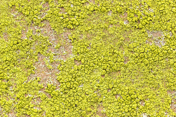 Bright yellow-green lichen on the stone. Background wall, texture of the lichen loin. natural backgrounds, texture of a small yellow-green lichen top view