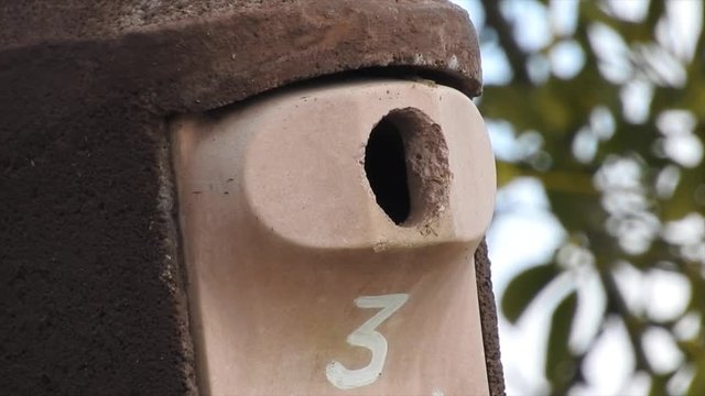 Kleiber&nbsp;(Sitta europaea) beim Nestbau