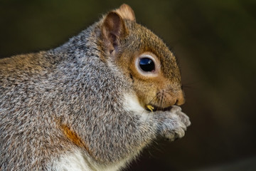 grey squirrel