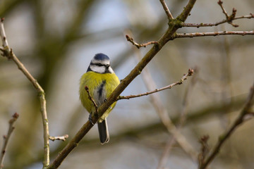 blue tit