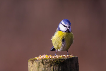 blue tit