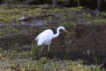 An egret in the stream