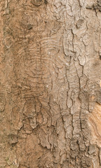 natural texture of bark sycamore maple (Acer pseudoplatanus). Wavy trunk of the Sycamore Maple (Acer pseudoplatanus) 