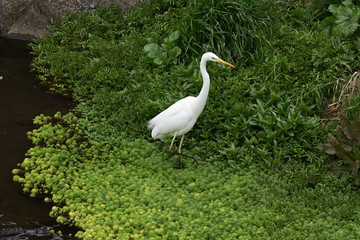 An egret in the stream
