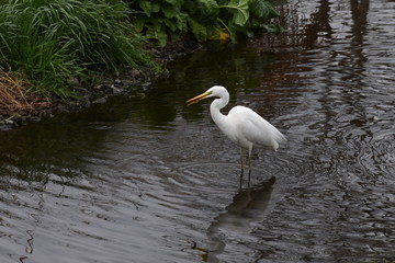 An egret in the stream