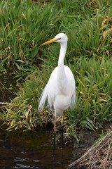 An egret in the stream