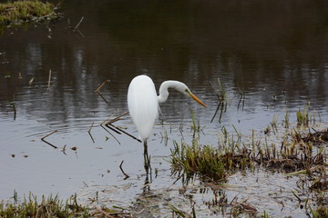 An egret in the stream