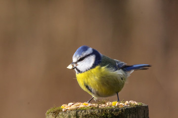 Naklejka premium blue tit
