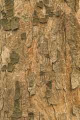 natural texture of bark sycamore maple (Acer pseudoplatanus). Wavy trunk of the Sycamore Maple (Acer pseudoplatanus) 