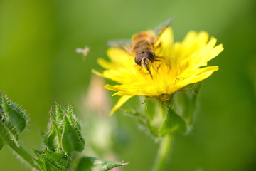 bee on a yellow flower