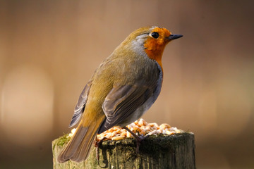 robin