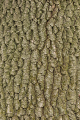 Tree bark texture. natural backgrounds, textures - bark of the European oak tree, panorama. Close-up view of a European oak tree
