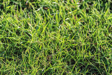 Close-up of grass in a garden