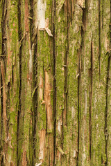 Obraz premium natural texture of the bark Thuja occidentalis. Closeup of Northern White Cedar (Thuja occidentalis) bark. 