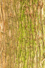 Obraz premium natural texture of the bark Thuja occidentalis. Closeup of Northern White Cedar (Thuja occidentalis) bark. 