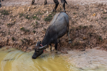 Wild buffaloes in the waters of the Mekong in Cambodia, Asia