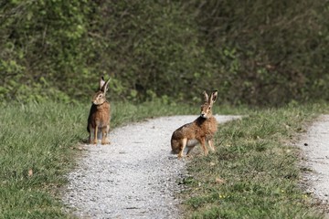 Two European hares (Lepus europaeus)