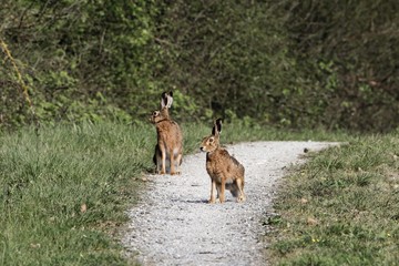 Two European hares (Lepus europaeus)