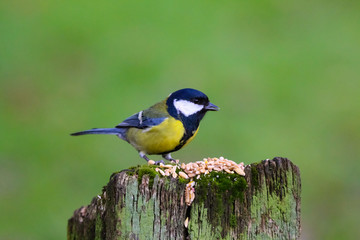 great tit