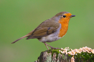 robin