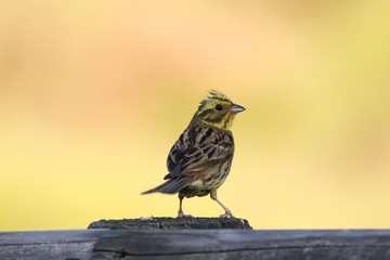 Yellowhammer (Emberiza citrinella) on a wood fence