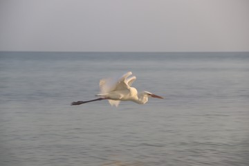 Flight