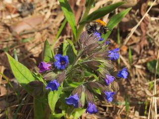 Lungwort flower with a bumblebee