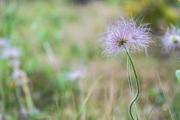 pulsatilla - wild hairy flower close-up